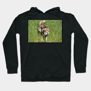 Freyja Hoodie